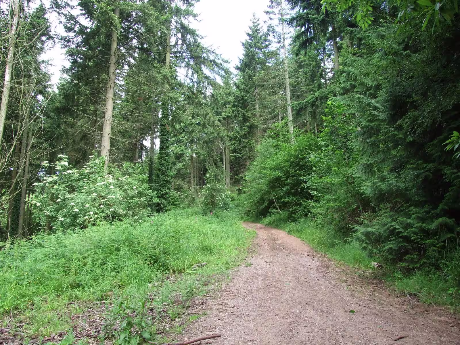Clanna Woods and Ponds Forest Path