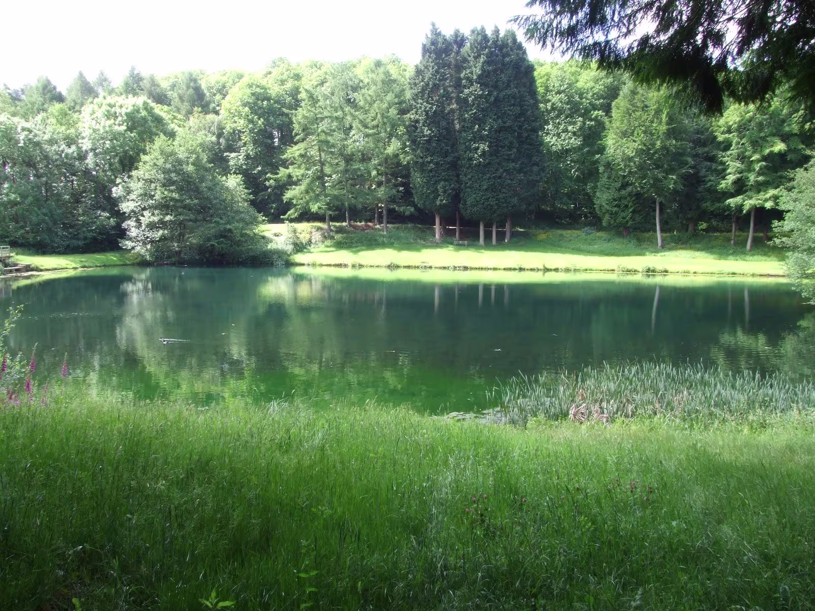 Clana woods and ponds lake image
