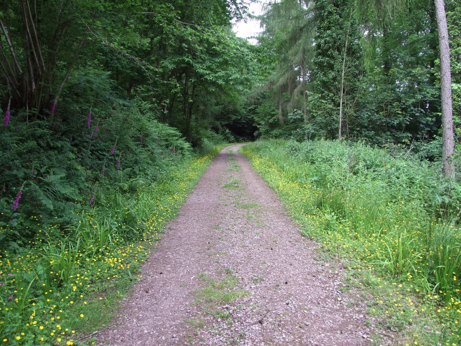Clana woods and ponds path image