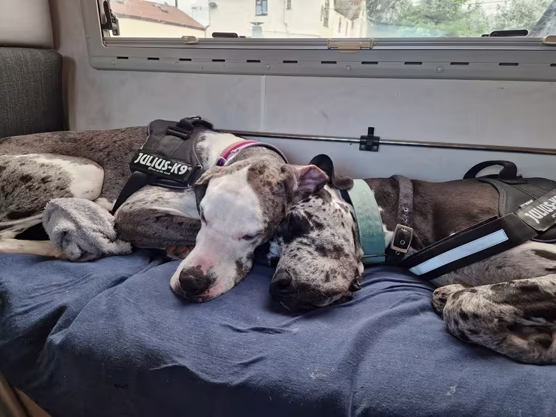 Great Danes sleeping in motorhome