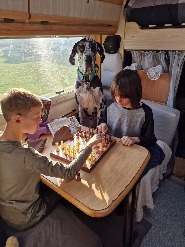 Great Danes playing chess