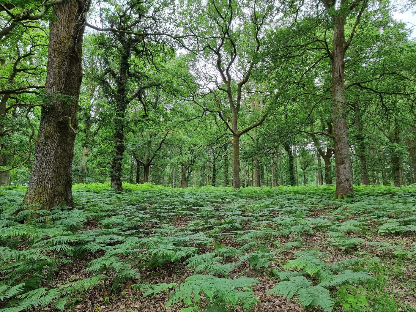 Nagshead Nature Reserve Woods Gloucestershire 2025